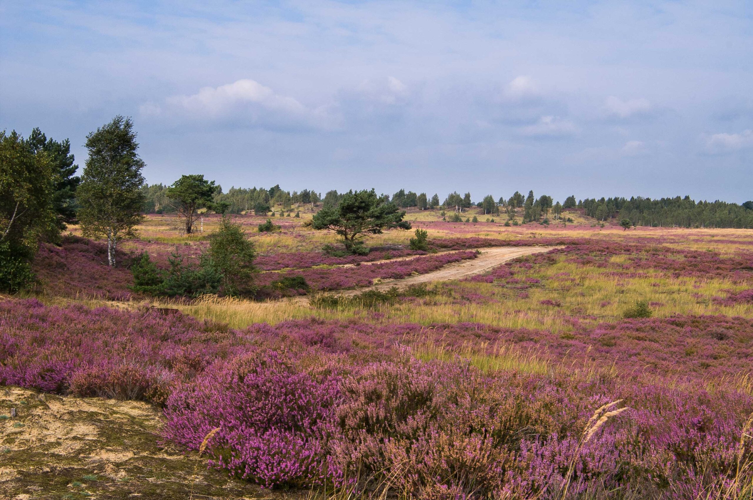 Partnerlogo von Fortbildung für Lehrende: Insektenvielfalt im Lebensraum Sandheide