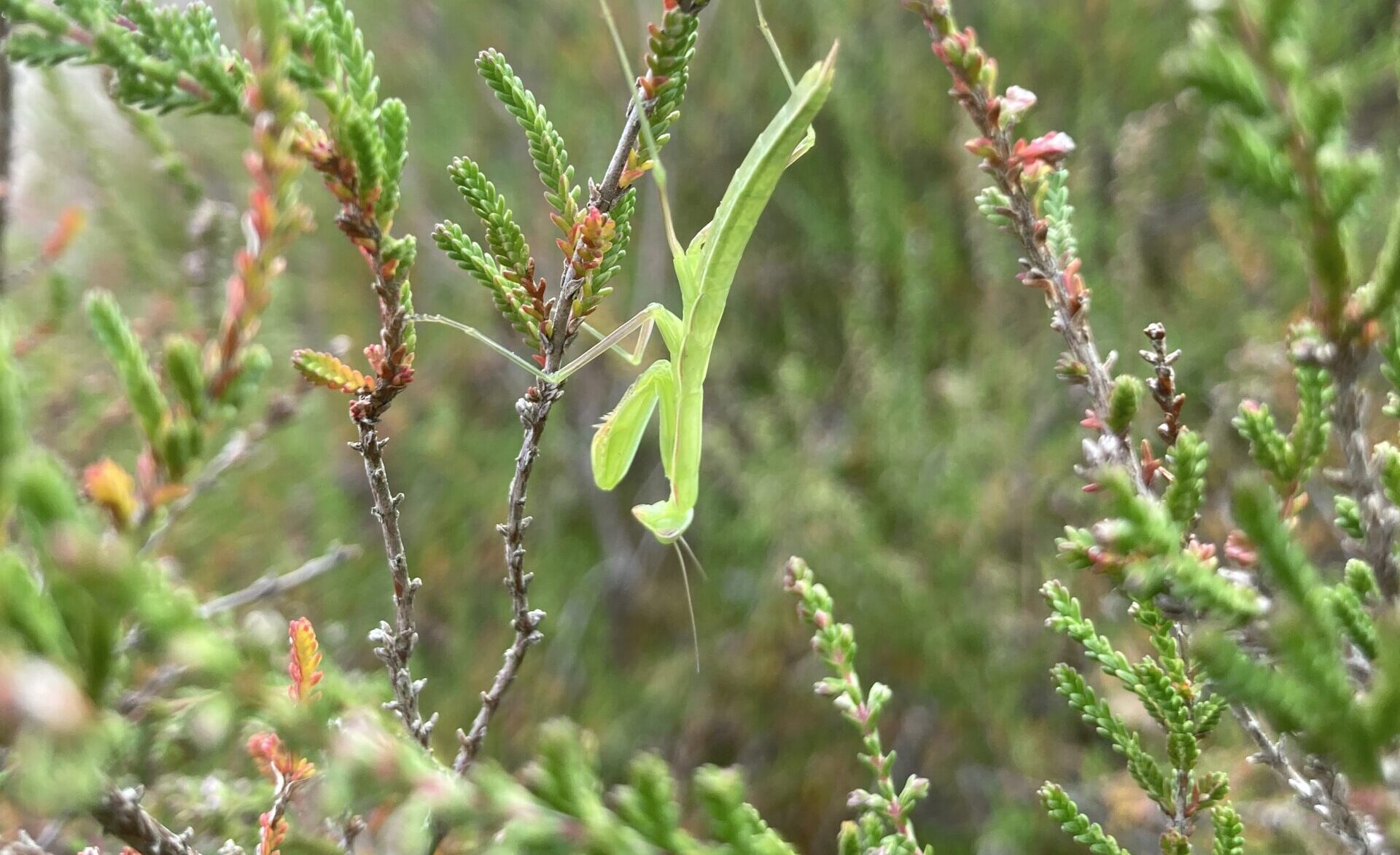 Partnerlogo von Auf sechs Beinen in der Göbelner Heide